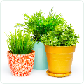 SOP Plant Combo