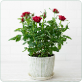 Flower Plants