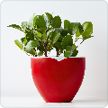 Indoor Plants