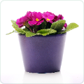 Pot Plants Online