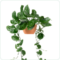 Hanging Creeper Plants