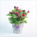 Pot Plant Combo
