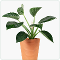 Fertilizer and Seeds