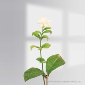 Jasminum grandiflorum