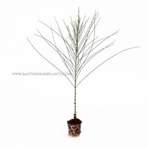 Casuarina tree