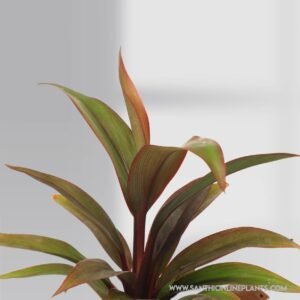 Hybrid Ti Plant