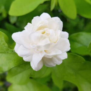 Kodai malli (Jasmine flower plant)