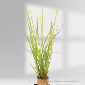 Vetiver Plant (Khus khus)