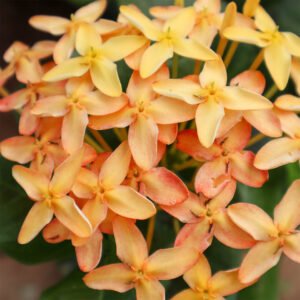 ixora sandal plant