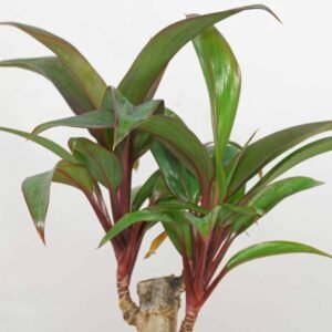 Cordyline-fruticosa congesta plants
