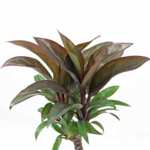 Cordyline-fruticosa inscripta
