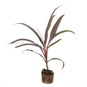 Cordyline australis purpurea