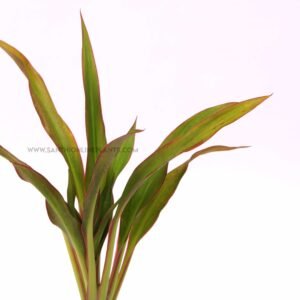 Cordyline Fruticosta 'Fairchild Red'-Ti Plant