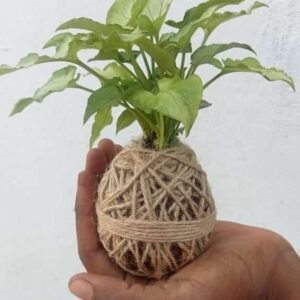 Syngonium Plant