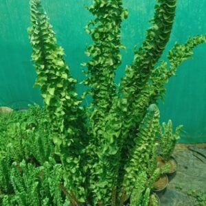 Nephrolepis Exaltata 'Emina' (Crinkle Fern) Pot plant