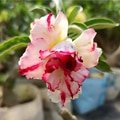 Adenium Plants