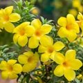 Allamanda