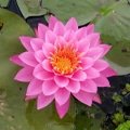 Aquatic Plants