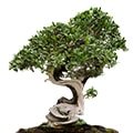 Bonsai Plants