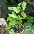 Creeper Plants