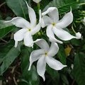 Crepe Jasmine
