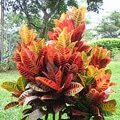 Croton Plants