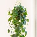 Hanging Plants