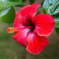 Hibiscus