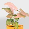 Indoor Plants
