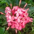 Ixora