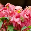 Mussaenda