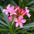 Nerium Oleander Plant