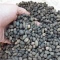 Organic Fertilizers