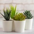 Pot Plants Combo