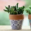 Pot Plants Online