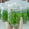 Plant Tissue Culture Plants