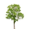 Tree Plants