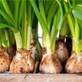 Tubers & Bulbs Products