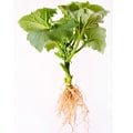 Uprooted Plants