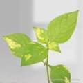 Variegated Plants